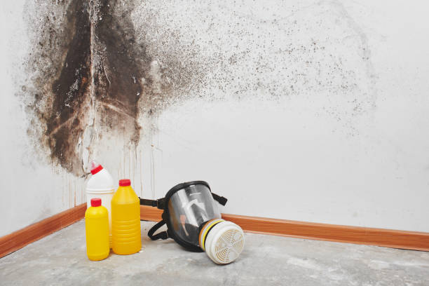 Best Professional Mold Removal  in Black Point Green Point, CA