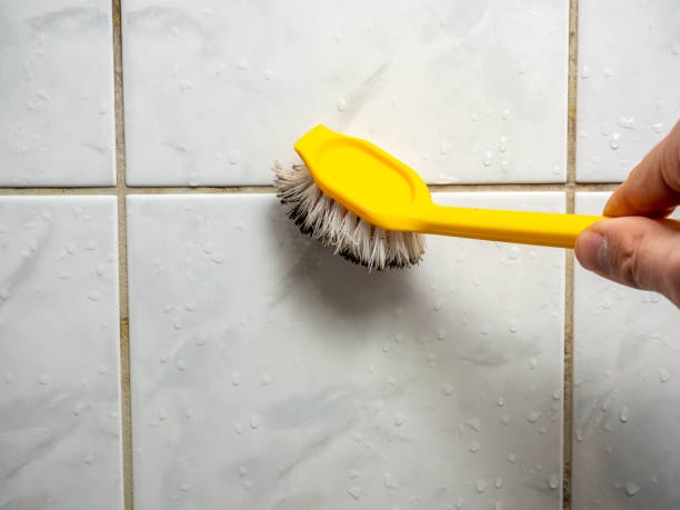 Reliable Black Point Green Point, CA Mold Removal Solutions