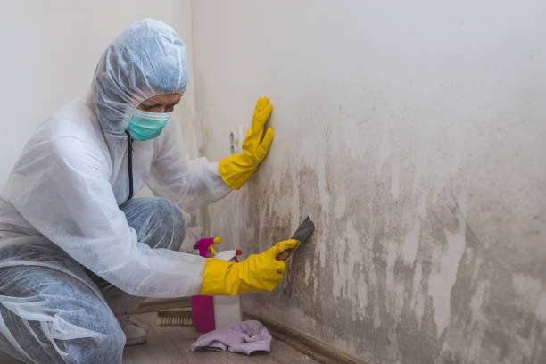 Mold Testing and Removal in Black Point Green Point, CA