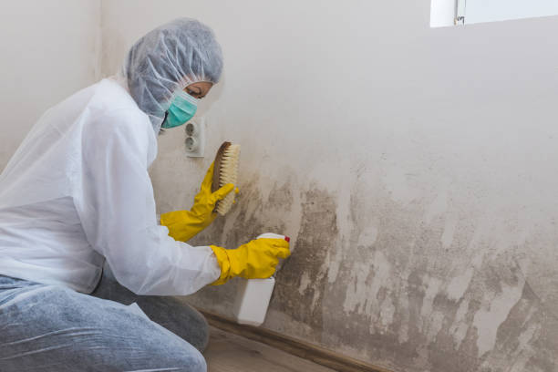 Best Mold Testing  in Black Point Green Point, CA